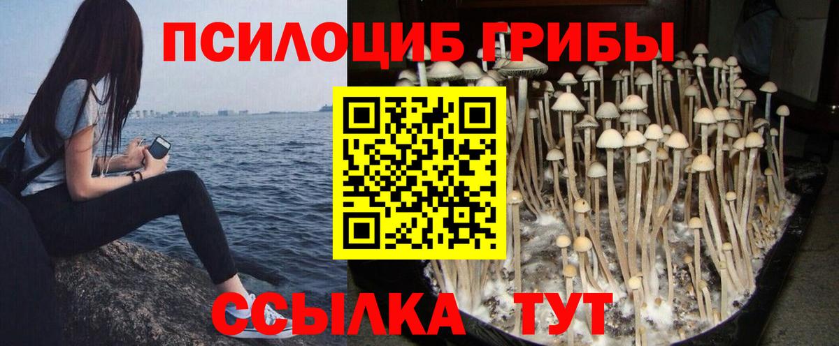 Псилоцибиновые грибы мицелий Горячий Ключ